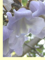 , ,    (Paulownia)